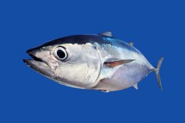 2025/09/Tuna-mercury.jpg