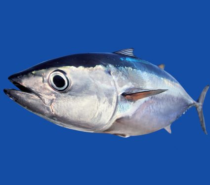 2025/09/Tuna-mercury.jpg
