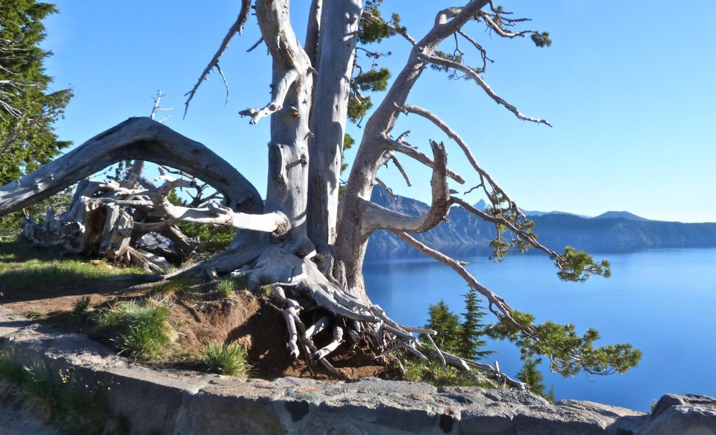 Whitebark pines are losing their habitats due to climate change