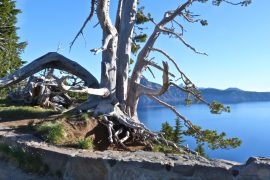2025/09/whitebark-pine-climate.jpg