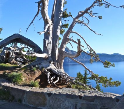 2025/09/whitebark-pine-climate.jpg