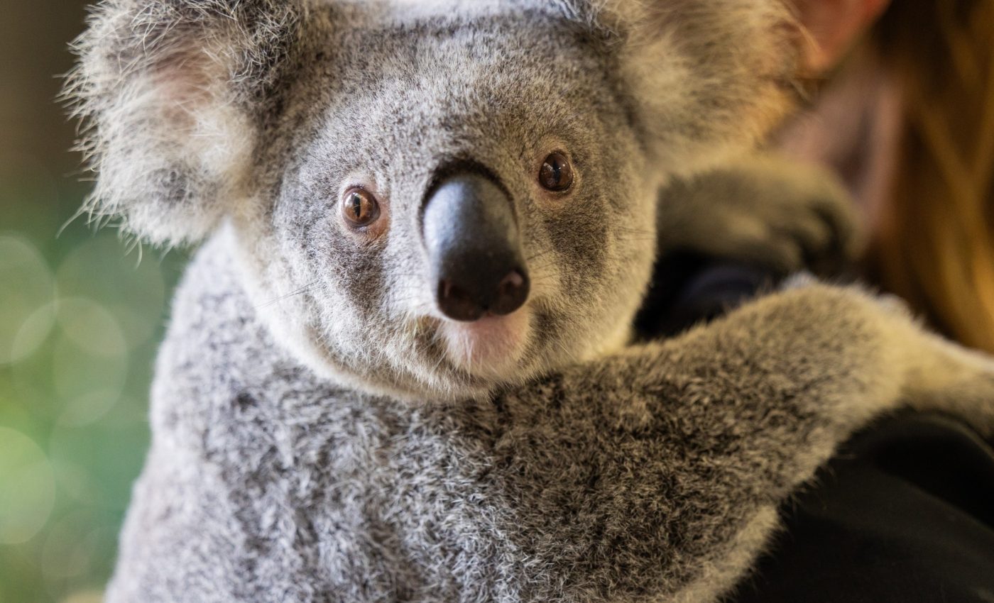 Stress and disease create a dangerous mix for koalas