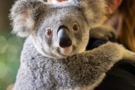 2025/09/Koala-stress.jpg
