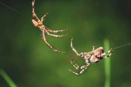 2025/09/spider-teamwork274.jpg