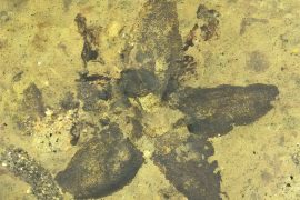 2025/09/Bee-fossils.jpg