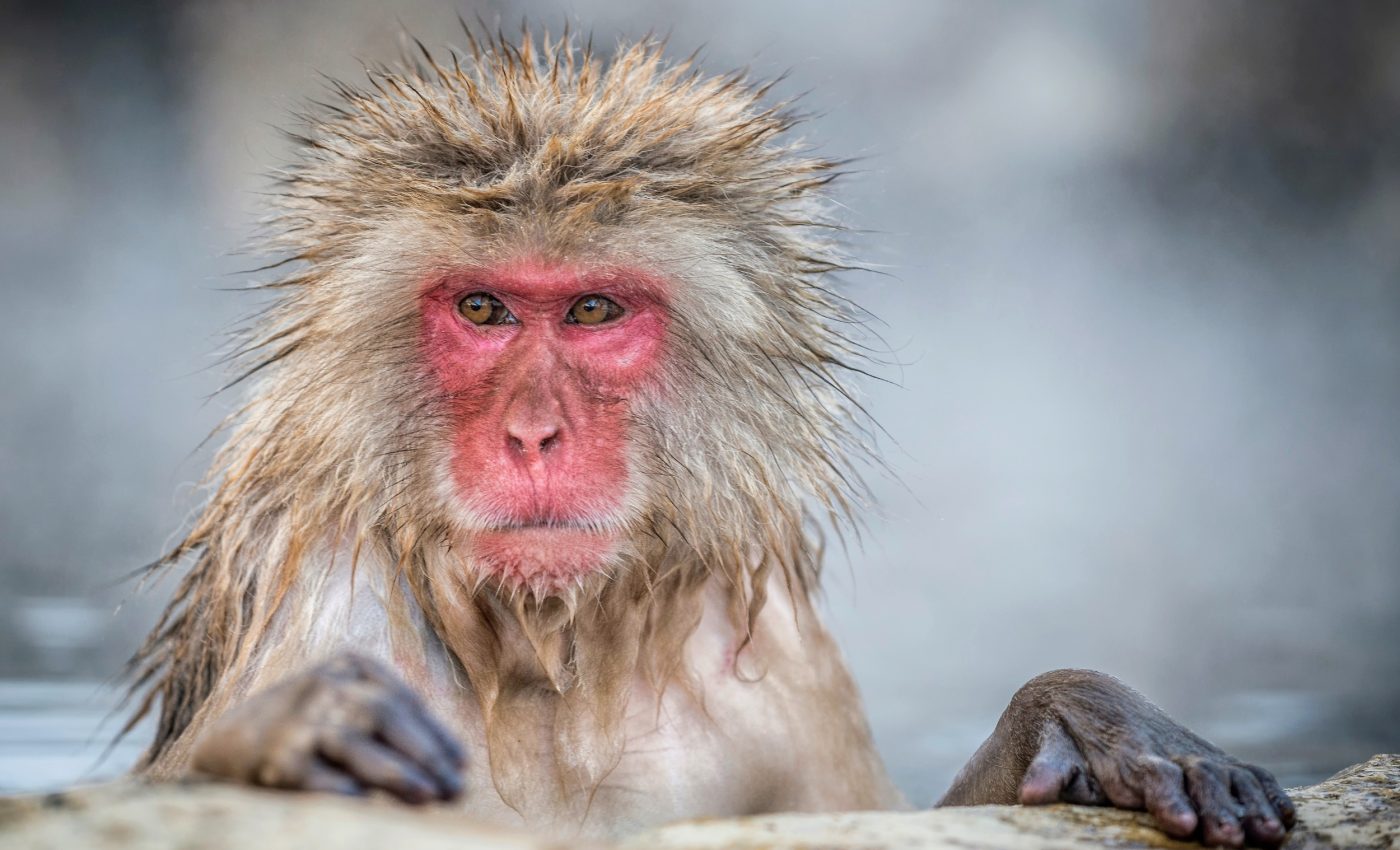 Gut microbes help snow monkeys survive the harsh winter