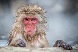2025/09/Snow-monkeys-microbes.jpg