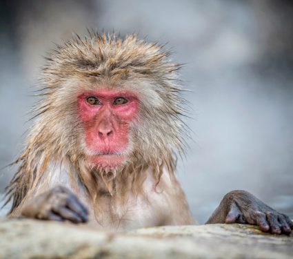 2025/09/Snow-monkeys-microbes.jpg