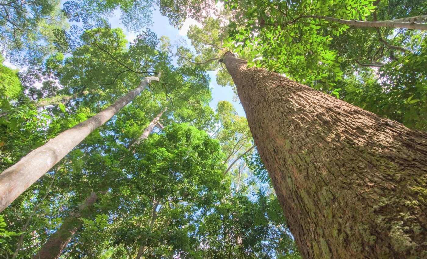 Carbon is driving unexpected growth in Amazon’s giant trees
