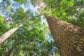 2025/09/Amazon-trees-carbon.jpg