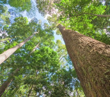 2025/09/Amazon-trees-carbon.jpg
