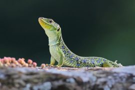 2025/09/City-lizard.jpg