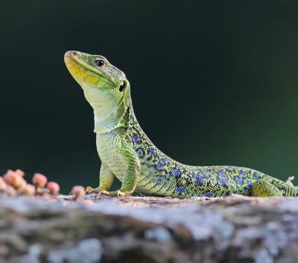 2025/09/City-lizard.jpg