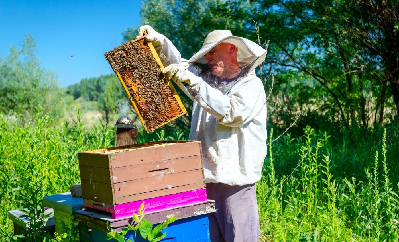 Organic beekeeping is healthier for bees - and their keepers