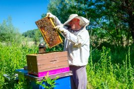 2025/09/Organic-beekeeping.jpg