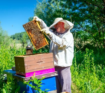 2025/09/Organic-beekeeping.jpg