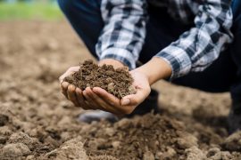 2025/09/Soil-carbon-.jpg