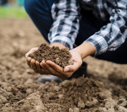 2025/09/Soil-carbon-.jpg