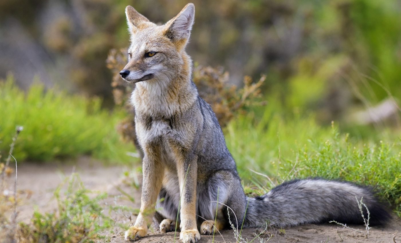 Vulnerable species can’t be saved without precise DNA maps