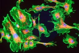 2025/09/mitochondria_brain_memory_1m.jpg