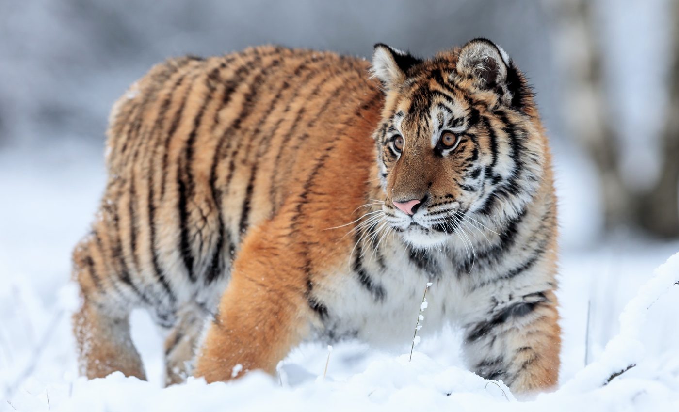 Movement in the wild: Why dogs follow paths and cats roam