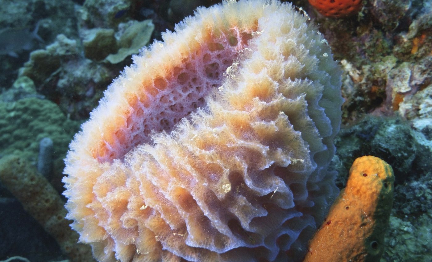 Ancient sponges may have been the first animals on Earth