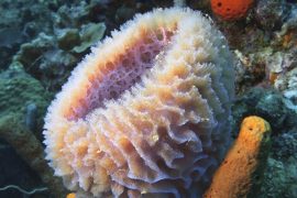 2025/09/Earths-first-animals2.jpg