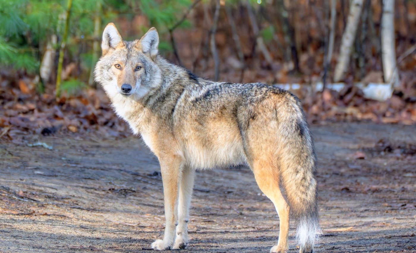 Coyote populations bounce back quickly, even after removal efforts