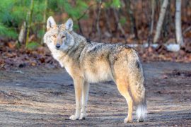 2025/09/Coyote-populations2.jpg