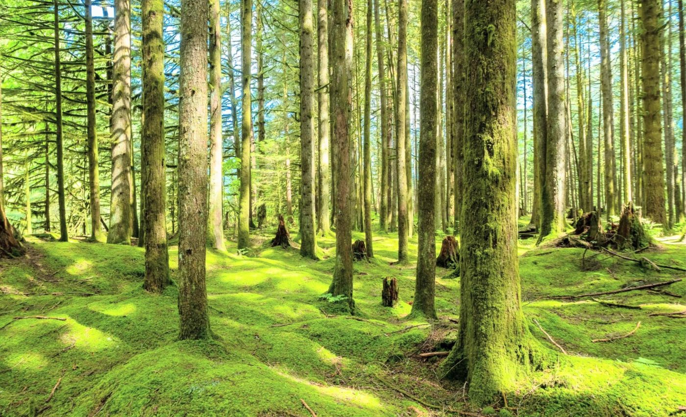 Mosses are powerful carbon fighters on the forest floor