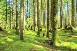 2025/09/carbon-moss272.jpg
