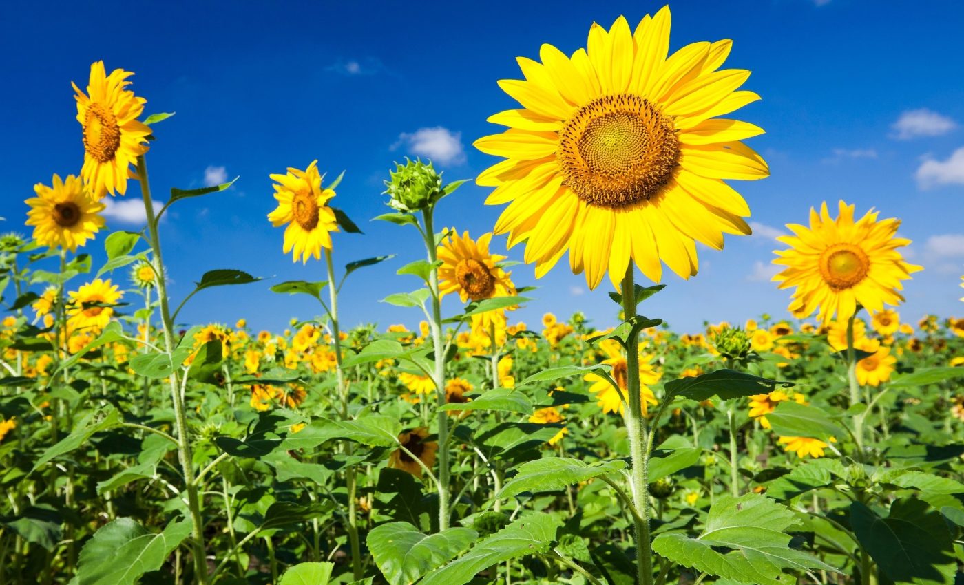 Sunflowers produce more seeds when insects help with pollination