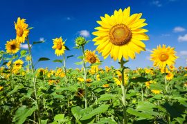 2025/09/Sunflowers-pollination2.jpg
