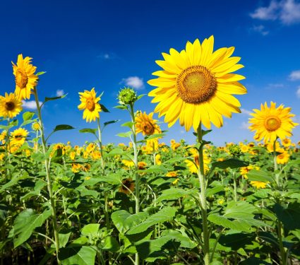 2025/09/Sunflowers-pollination2.jpg