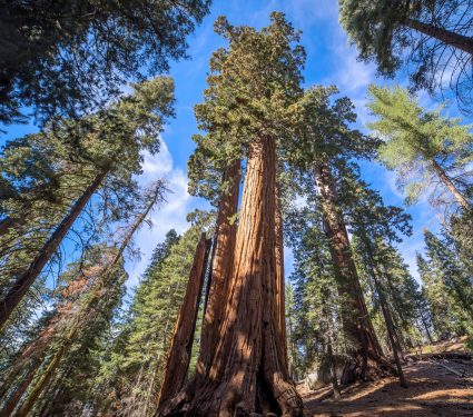 2025/09/Forest-climate-stress.jpg