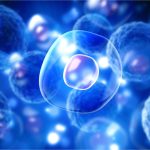 2025/09/cell-nucleus.jpg