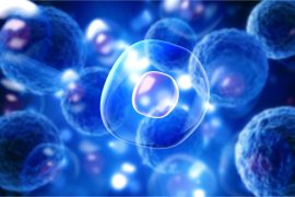 2025/09/cell-nucleus.jpg