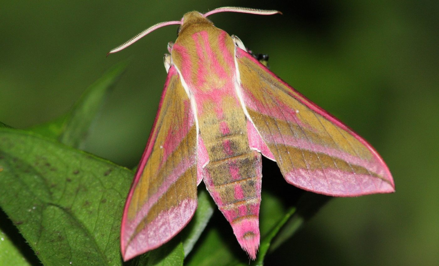 Bright colors can work better than camouflage to evade predators