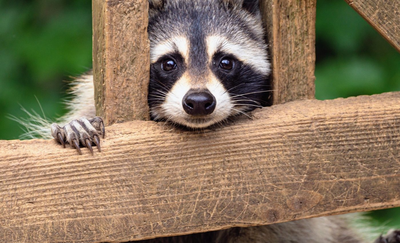 National Raccoon Day: Unmasking an underrated animal