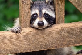 2025/10/National-Raccoon-Day2.jpg