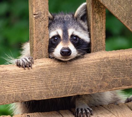2025/10/National-Raccoon-Day2.jpg