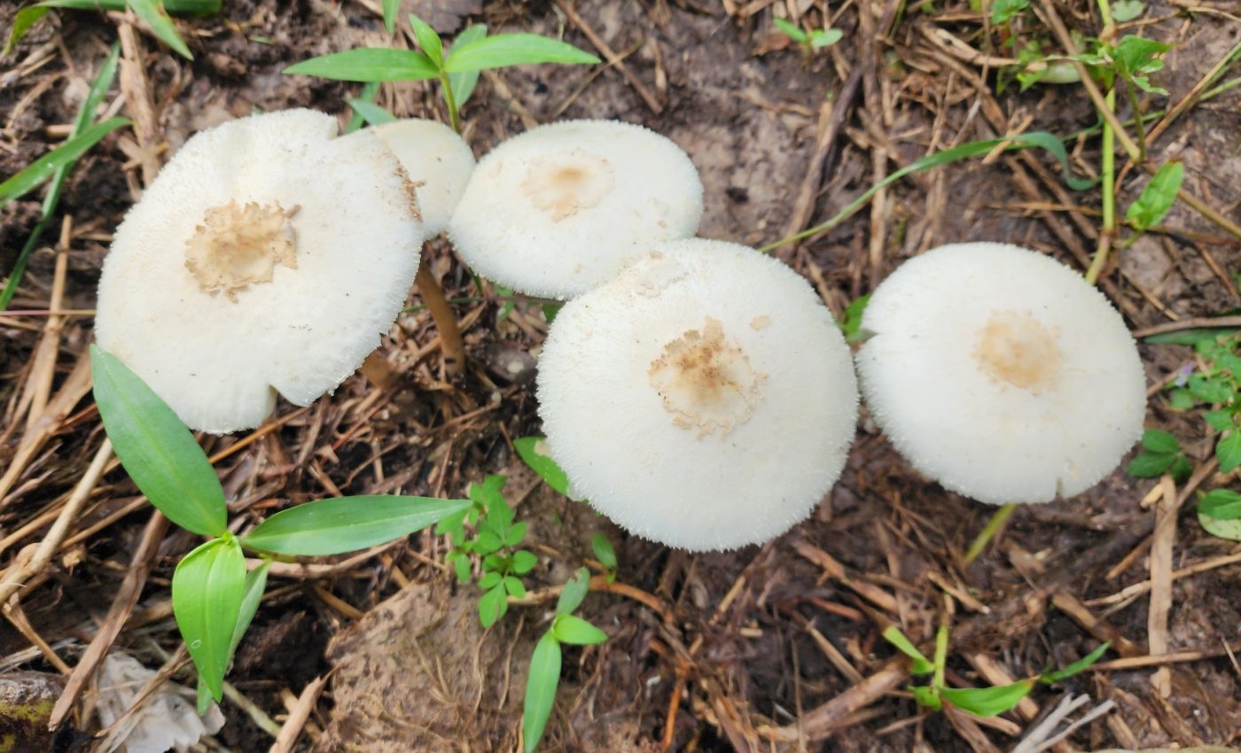 Mushrooms independently evolved different recipes for psilocybin