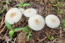 2025/10/Mushrooms-psilocybin.jpg