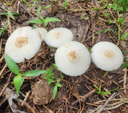 2025/10/Mushrooms-psilocybin.jpg