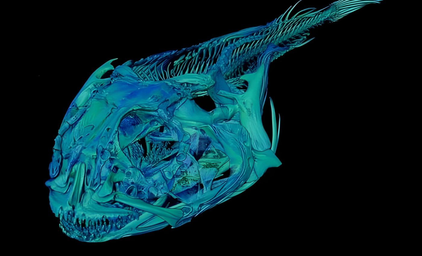 Icefish rewired their skulls to survive Antarctica’s frigid seas