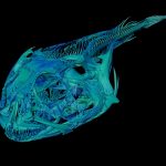 2025/10/Icefish-skull.jpg