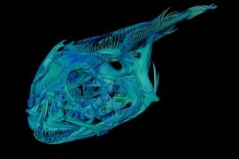 2025/10/Icefish-skull.jpg
