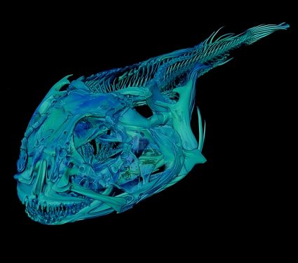 2025/10/Icefish-skull.jpg