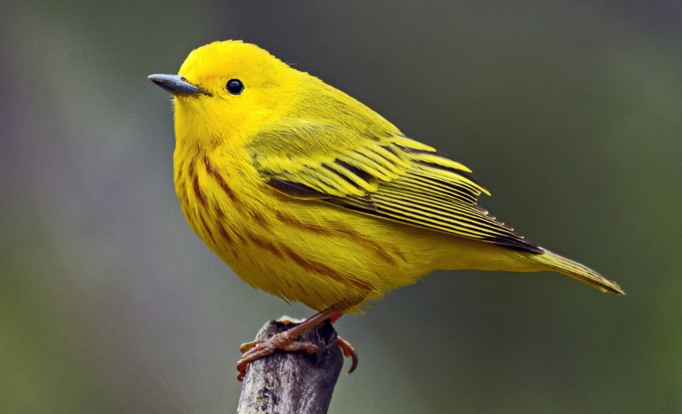 Yellow warblers are stuck with the wrong beaks in a warming world