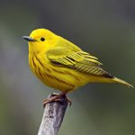 2025/10/Warbler-beaks2.jpg